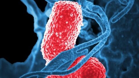 Gl&oacute;bulos blancos (azul) atacan a dos bacterias 'Klebsiella' (rosa) en esta imagen microsc&oacute;pica electr&oacute;nica de barrido coloreada.
