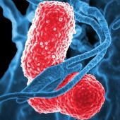 Glóbulos blancos (azul) atacan a dos bacterias 'Klebsiella' (rosa) en esta imagen microscópica electrónica de barrido coloreada.
