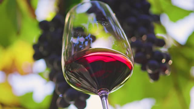 Satisfacción en Campo de Calatrava tras conseguir la DO de sus vinos: "Estamos muy contentos, esperamos aumentar las ventas" Satisfacción en Campo de Calatrava tras conseguir la DO de sus vinos: "Estamos muy contentos, esperamos aumentar las ventas"