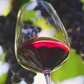 Campo de Calatrava celebra la nueva DO de sus vinos Campo de Calatrava celebra la nueva DO de sus vinos