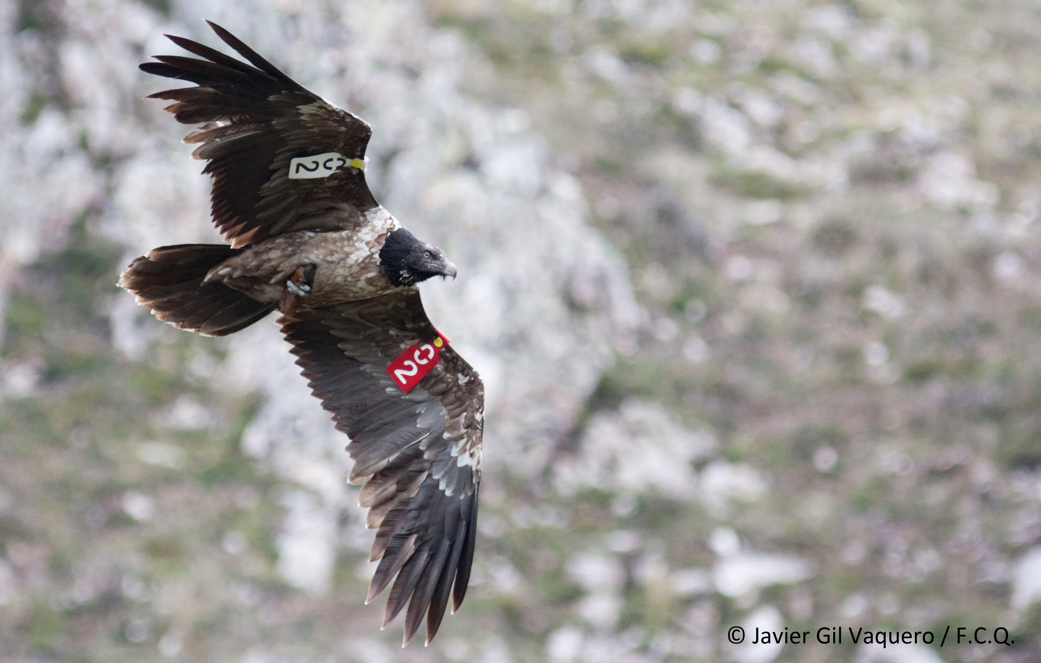 Cantabria confirma la presencia de su segunda pareja reproductora de quebrantahuesos Cantabria confirma la presencia de su segunda pareja reproductora de quebrantahuesos