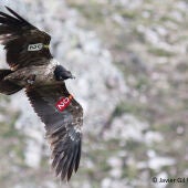 Cantabria confirma la presencia de su segunda pareja reproductora de quebrantahuesos