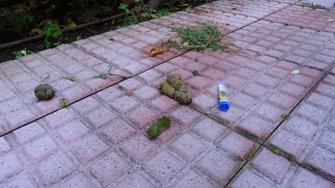 Empiezan a tramitarse las primeras sanciones a los infractores alcalaínos de la ordenanza municipal de tenencia y protección de animales de compañía Recogida de muestra de heces abandonada en una vía pública de Alcalá de Henares