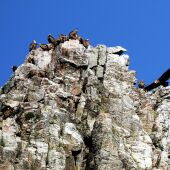Observación de aves en el Parque Nacional de Monfragüe
