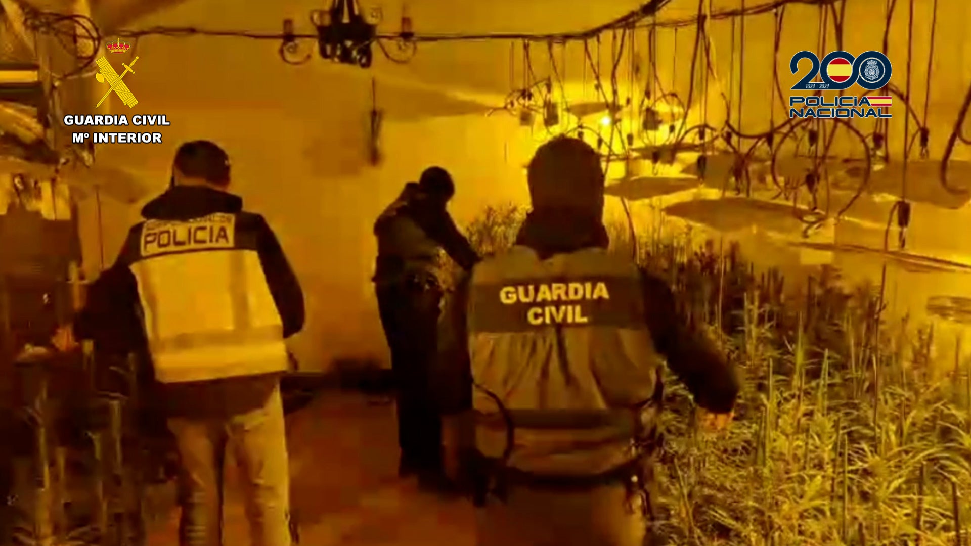 Siete personas detenidas en Mérida por tráfico de drogas al incautar 916 plantas de marihuana Siete personas detenidas en Mérida por tráfico de drogas al incautar 916 plantas de marihuana