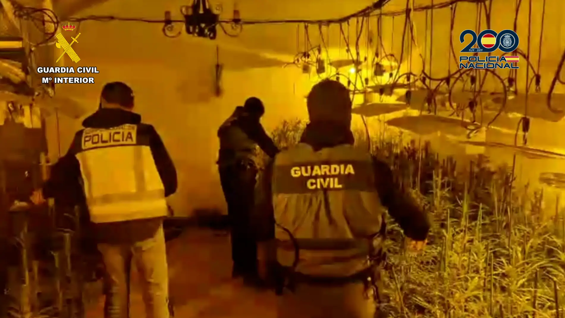 Siete personas detenidas en Mérida por tráfico de drogas al incautar 916 plantas de marihuana