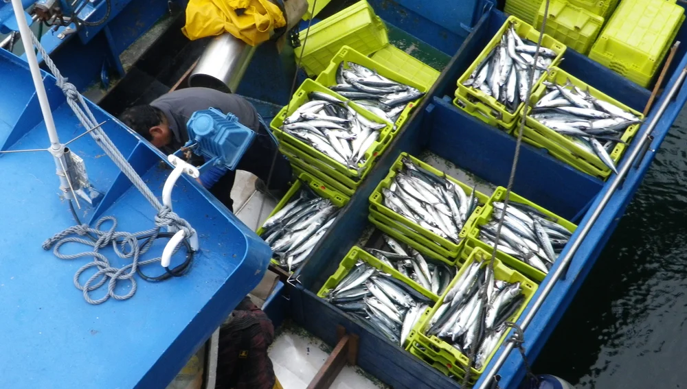 Asturias tendrá 1,6 millones de kilos de caballa, este año no tendrán cupos por barco. Asturias tendrá 1,6 millones de kilos de caballa, este año no tendrán cupos por barco.