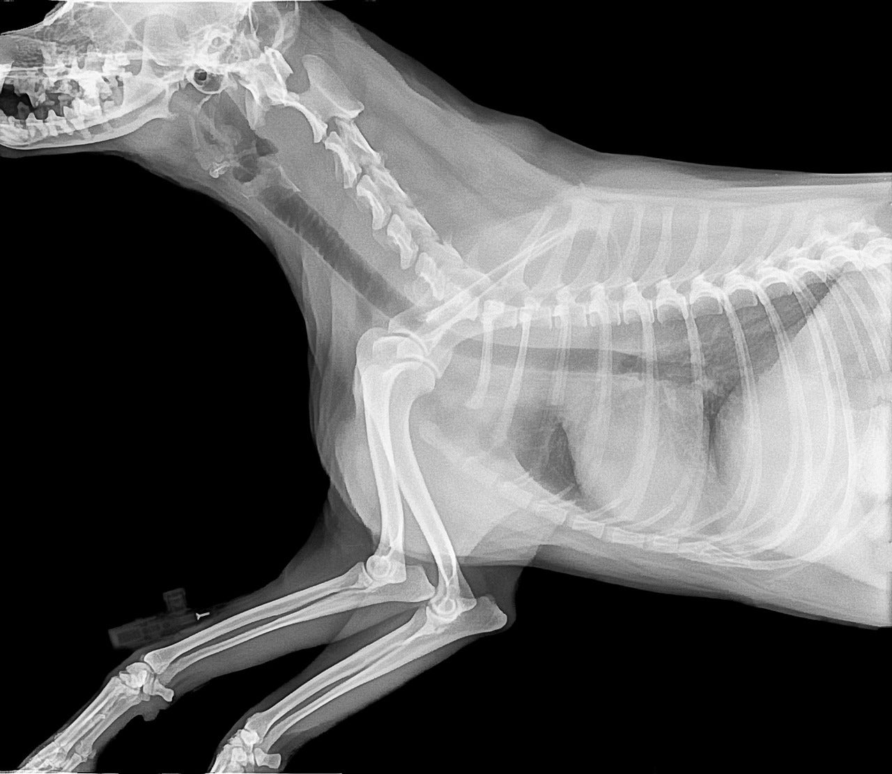 Veterinario de Cabecera 27/02/2024 (Osteoartrosis canina) Veterinario de Cabecera 27/02/2024 (Osteoartrosis canina)