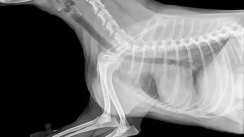 Radiografía de perro Radiografía de perro
