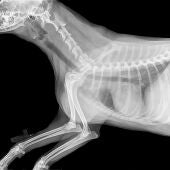 Radiografía de perro