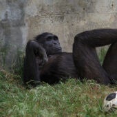 Un chimpancé descansado en el safari de Ramat Gan, en Israel 