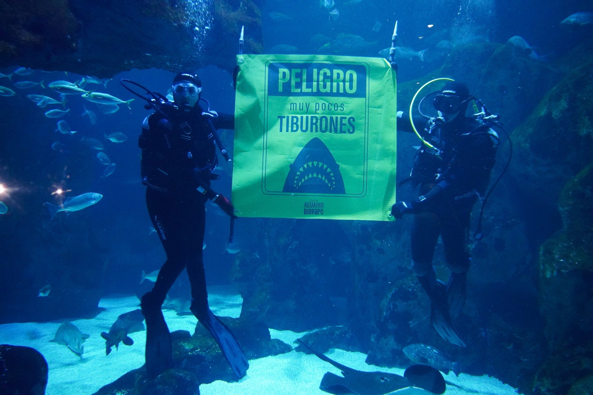 Los 'reyes' del mar siguen luchando contra su mala fama Los 'reyes' del mar siguen luchando contra su mala fama