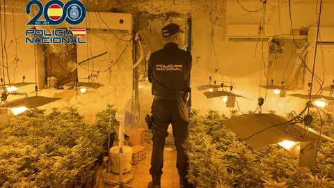 Foto de archivo de una plantación indoor de marihuana Foto de archivo de una plantación indoor de marihuana