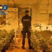 Foto de archivo de una plantación indoor de marihuana