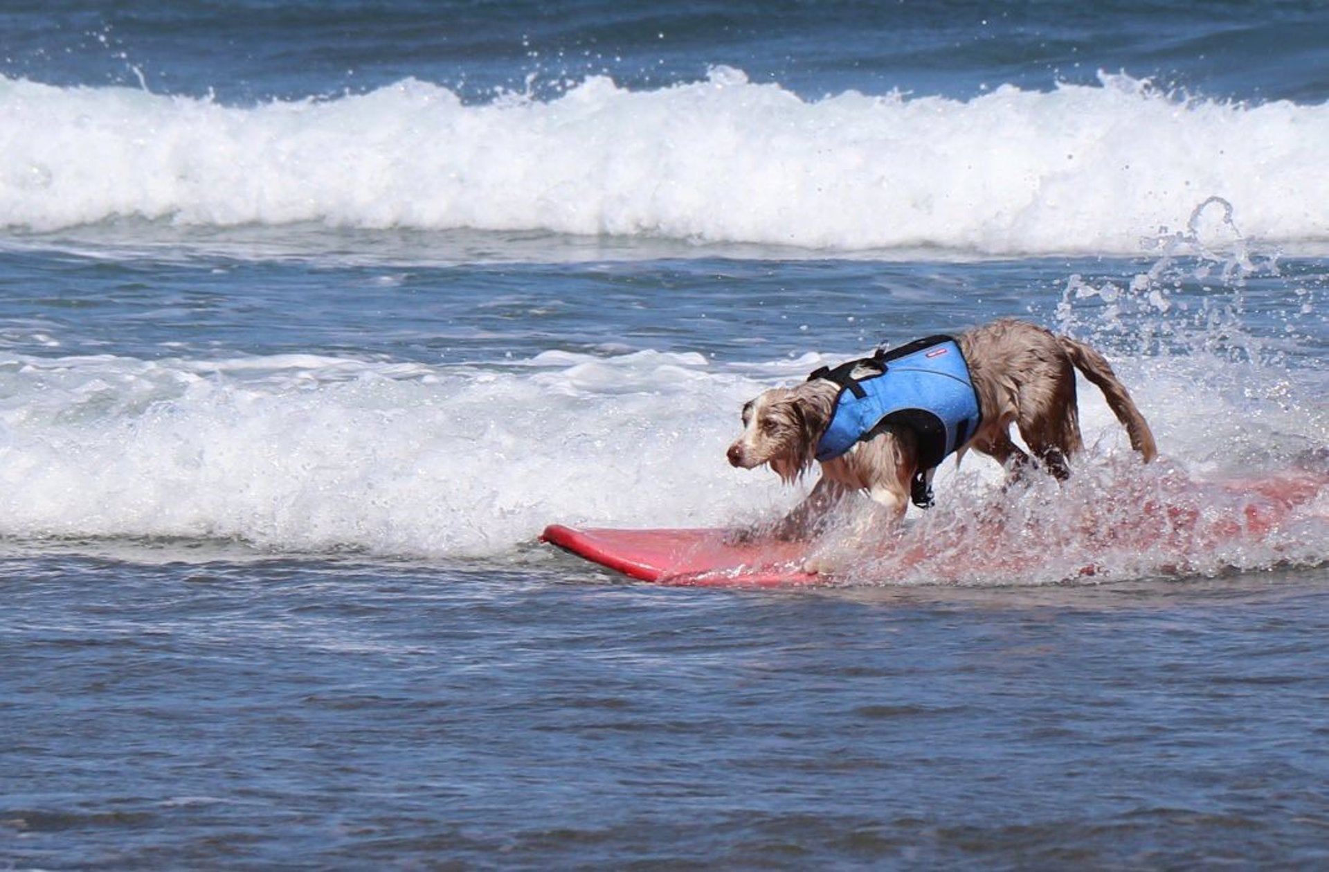La playa de La Concha de Suances acogerá el III Campeonato Europeo de Surf para perros La playa de La Concha de Suances acogerá el III Campeonato Europeo de Surf para perros