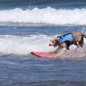 Perro participando en el Campeonato Europeo de Surf canino 
