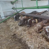 Cabras comiendo Cabras comiendo