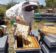 Ayudas para apicultores Ayudas para apicultores