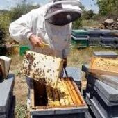 Ayudas para apicultores