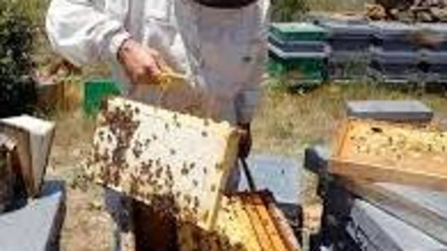 Ayudas para apicultores