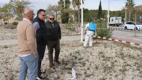 Benidorm testa un ácido natural para combatir las malas hierbas en parques, jardines y vías públicas Benidorm testa un ácido natural para combatir las malas hierbas en parques, jardines y vías públicas