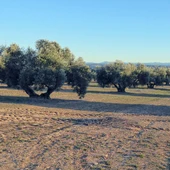 Olivar en la zona afectada por el proyecto de exploración minera Olivar en la zona afectada por el proyecto de exploración minera