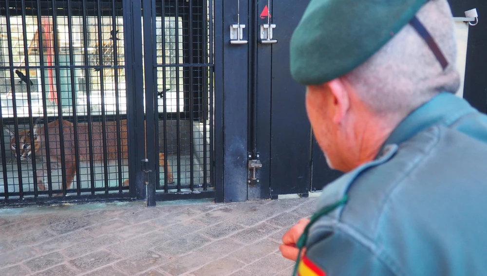 Ejemplar de lince africano que ha sido trasladado al centro de recuperación de animales de Villena. Ejemplar de lince africano que ha sido trasladado al centro de recuperación de animales de Villena.