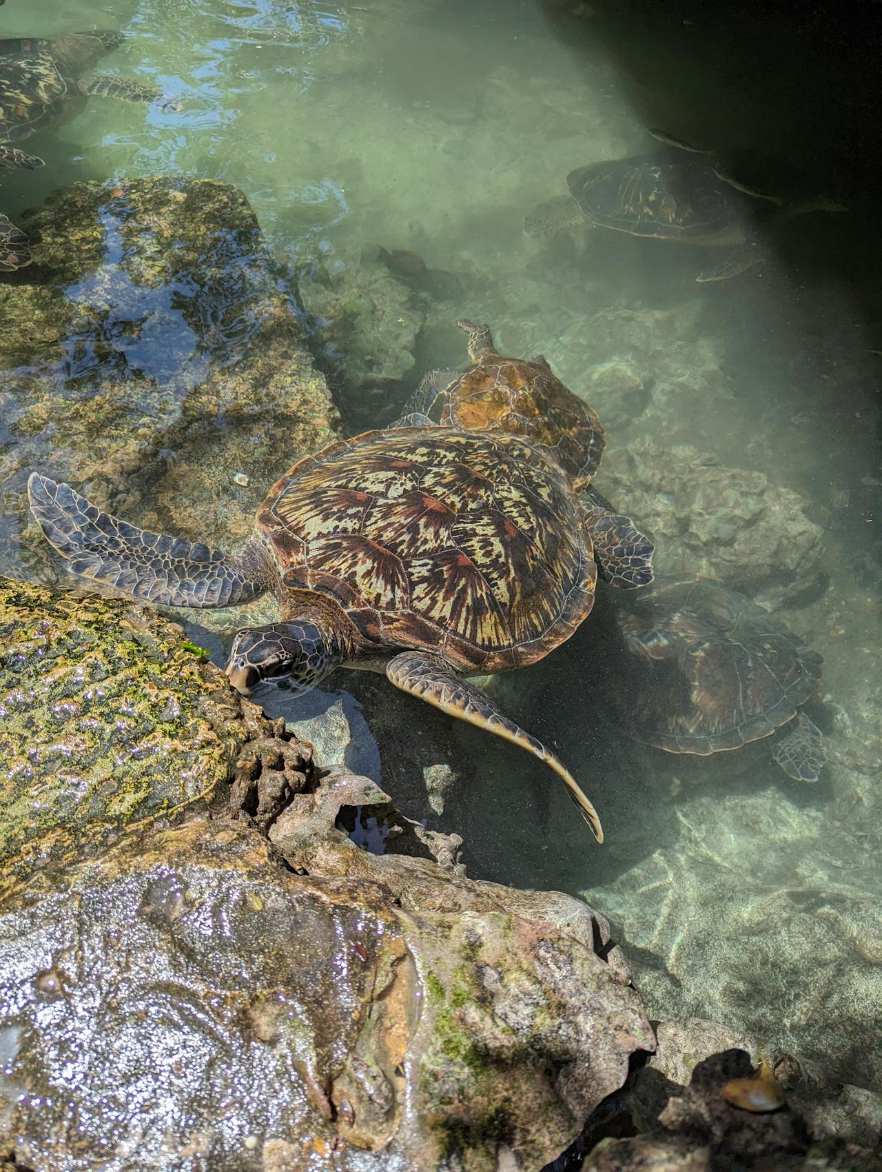Al menos nueve muertos y cien intoxicados tras comer carne de tortuga en Tanzania Al menos nueve muertos y cien intoxicados tras comer carne de tortuga en Tanzania
