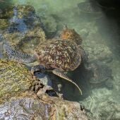 Al menos nueve muertos y cien intoxicados tras comer carne de tortuga en Tanzania