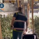 Un agente de la Policía Nacional en la plantación de marihuana desmantelado en Elche. 
