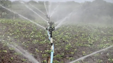Regadío en una explotación agraria Regadío en una explotación agraria