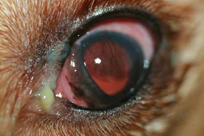 Veterinario de Cabecera 12/03/2024 (Conjuntivitis en perros y gatos) Veterinario de Cabecera 12/03/2024 (Conjuntivitis en perros y gatos)