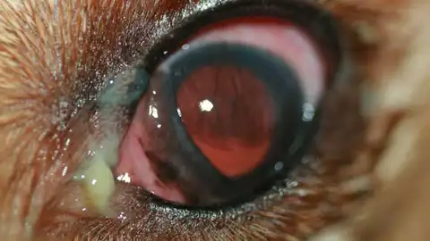 Conjuntivitis en perro Conjuntivitis en perro