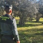  Investigado un vecino de Robledillo de La Vera por robar 5.000 kilos de aceituna en terrenos de la zona