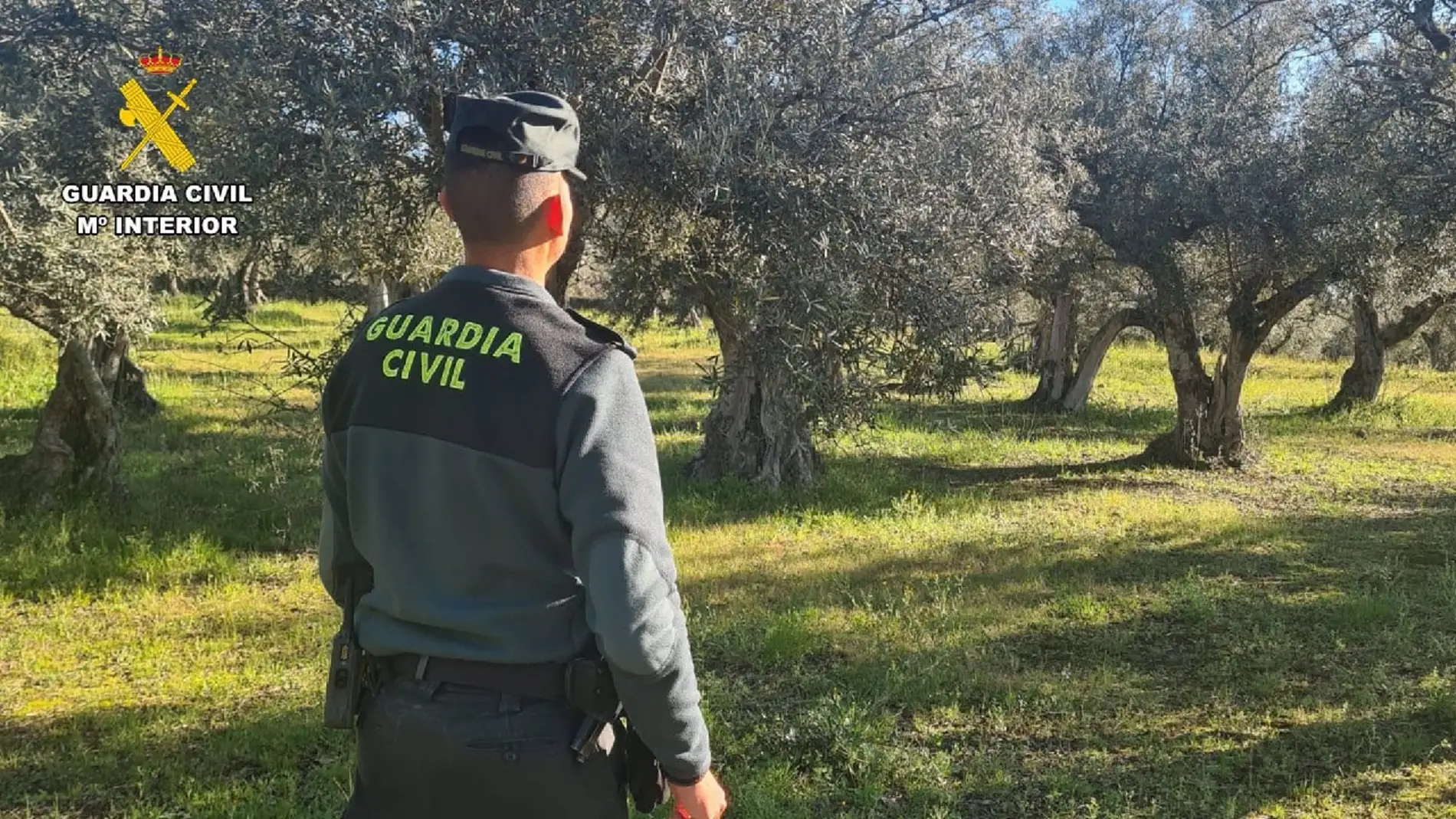  Investigado un vecino de Robledillo de La Vera por robar 5.000 kilos de aceituna en terrenos de la zona