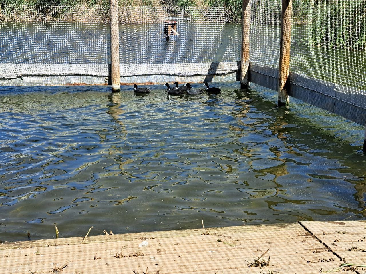El Clot de Galvany de Elche gana seis Fochas morunas y cinco ejemplares de Malvasía cabeciblanca El Clot de Galvany de Elche gana seis Fochas morunas y cinco ejemplares de Malvasía cabeciblanca
