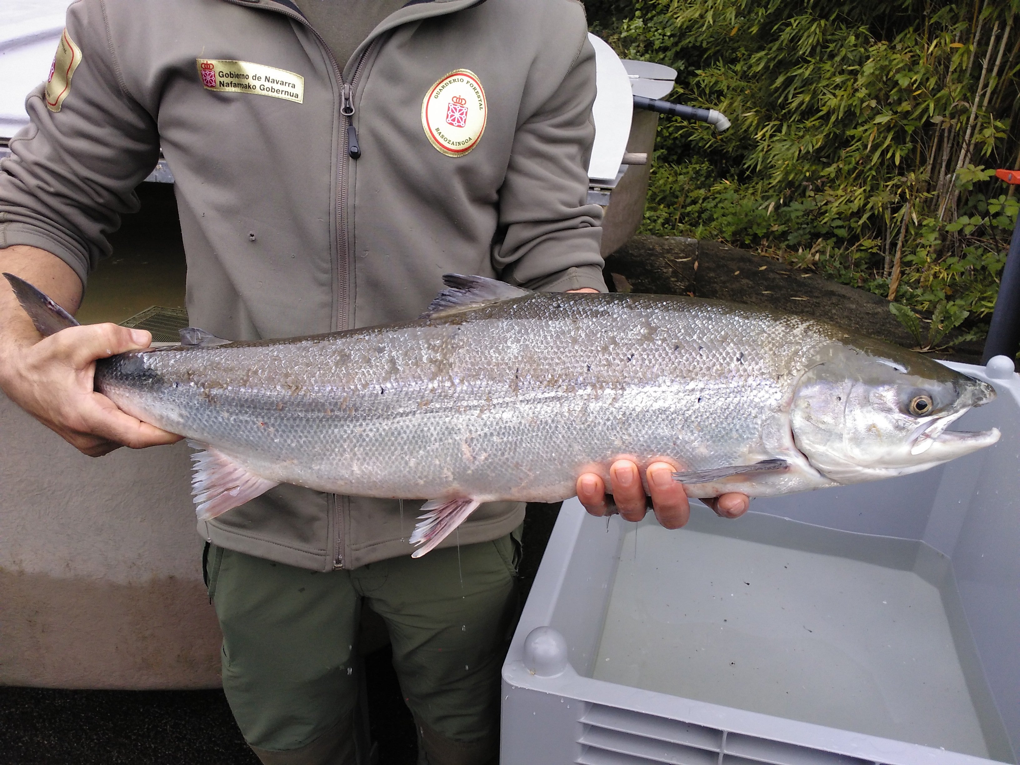 El salmón del Atlántico llega a Navarra por el río Nivelle El salmón del Atlántico llega a Navarra por el río Nivelle
