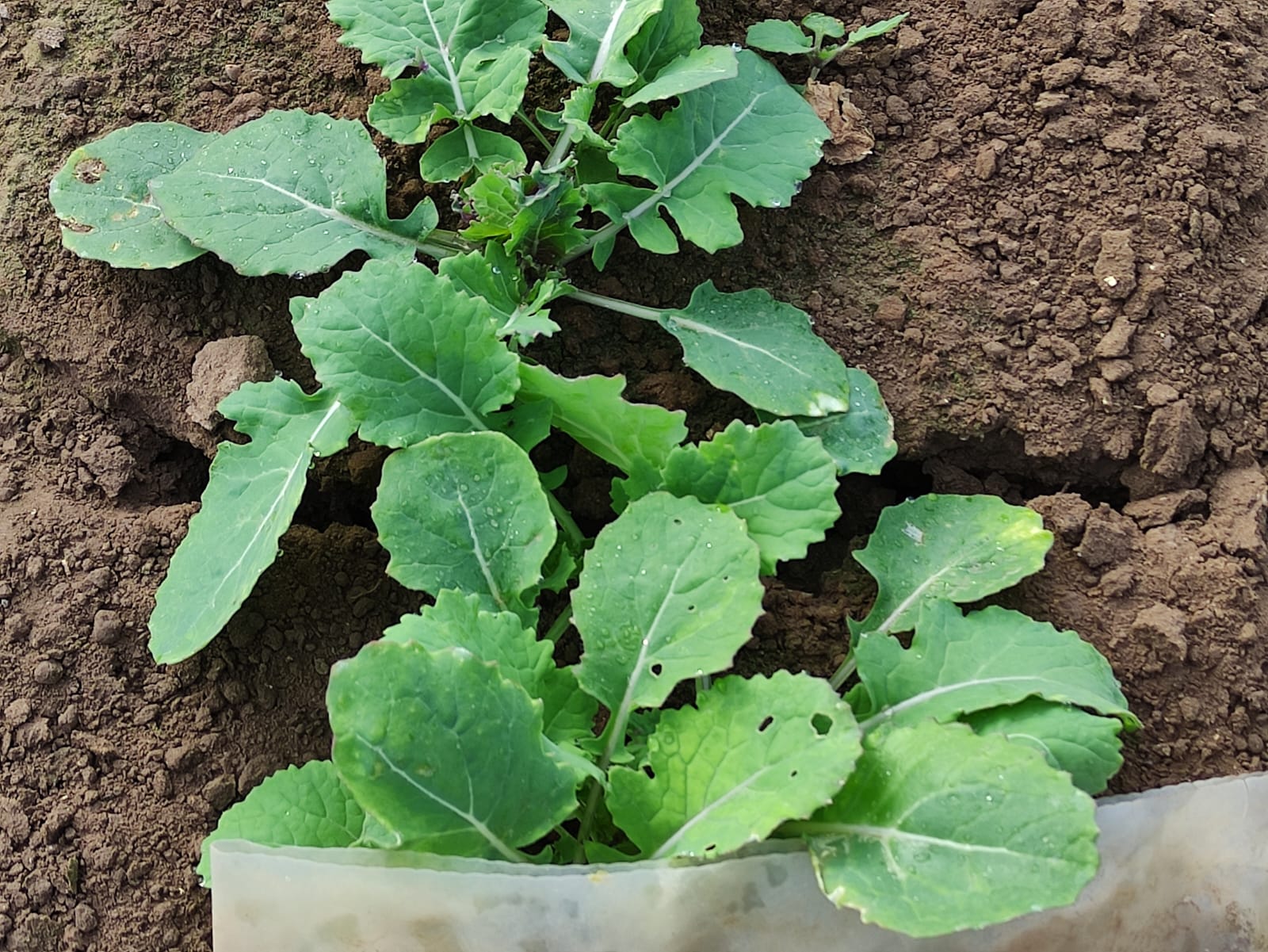 Los agricultores de l’Horta denuncian pérdidas de hasta el 40% de sus cosechas por culpa de la proliferación de aves silvestres Los agricultores de l’Horta denuncian pérdidas de hasta el 40% de sus cosechas por culpa de la proliferación de aves silvestres