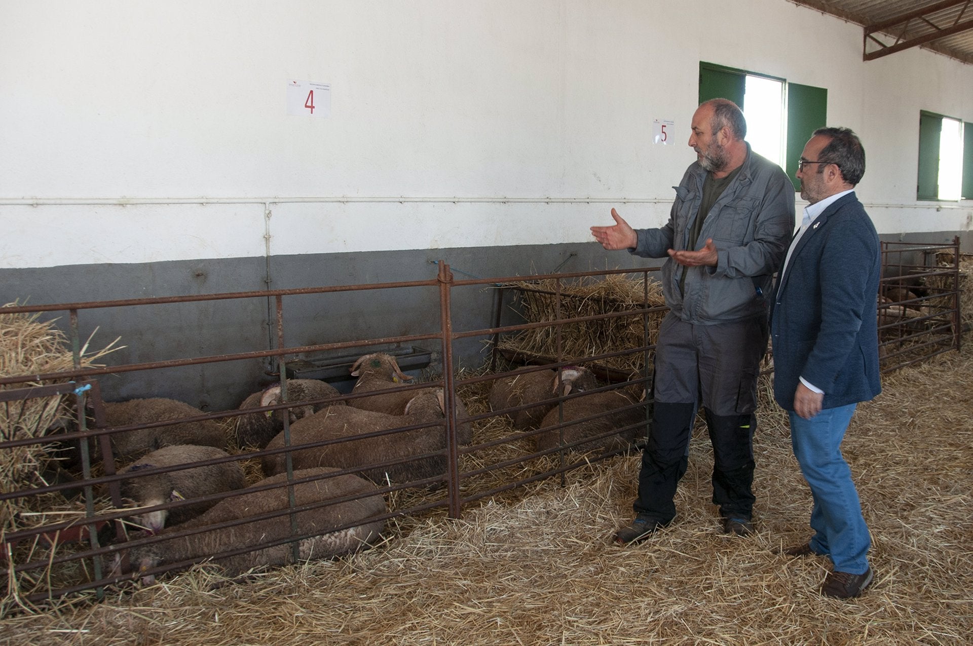 La Diputación de Cáceres entrega 174 cabezas de Merino Precoz a casi medio centenar de explotaciones ganaderas La Diputación de Cáceres entrega 174 cabezas de Merino Precoz a casi medio centenar de explotaciones ganaderas