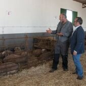 La Diputación de Cáceres entrega 174 cabezas de Merino Precoz a casi medio centenar de explotaciones ganaderas