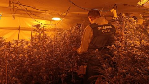 Desmantelada una plantación de marihuana en una vivienda ocupada de Turis