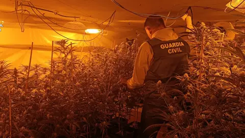 Desmantelada una plantación de marihuana en una vivienda ocupada de Turis Desmantelada una plantación de marihuana en una vivienda ocupada de Turis