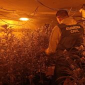 Desmantelada una plantación de marihuana en una vivienda ocupada de Turis