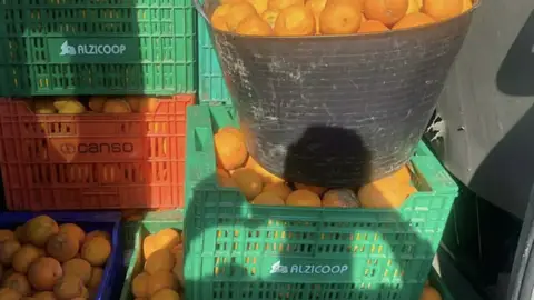 Naranjas incautadas Naranjas incautadas