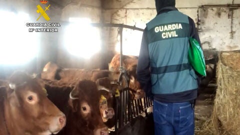 Detenidas tres personas por introducir la enfermedad hemorrágica en Cantabria