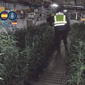 Tres detenidos como presuntos responsables de una plantación de marihuana con 400 plantas incautadas en Mérida