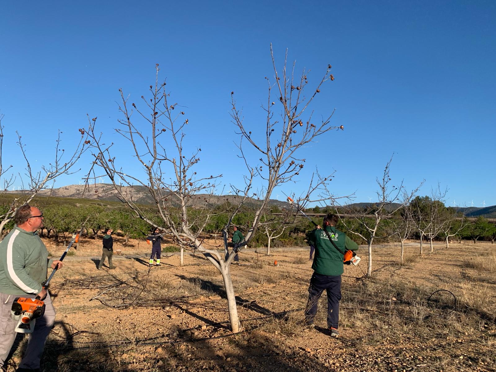 La Cooperativa de Viver gestiona más de 100 hectáreas para evitar el abandono de tierras La Cooperativa de Viver gestiona más de 100 hectáreas para evitar el abandono de tierras