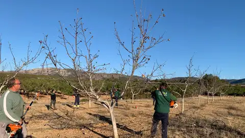 Tierras en proceso de recuperación de la cooperarativa de Viver. Tierras en proceso de recuperación de la cooperarativa de Viver.