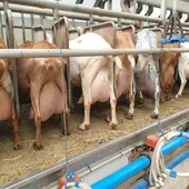 Ordeño de cabras Ordeño de cabras