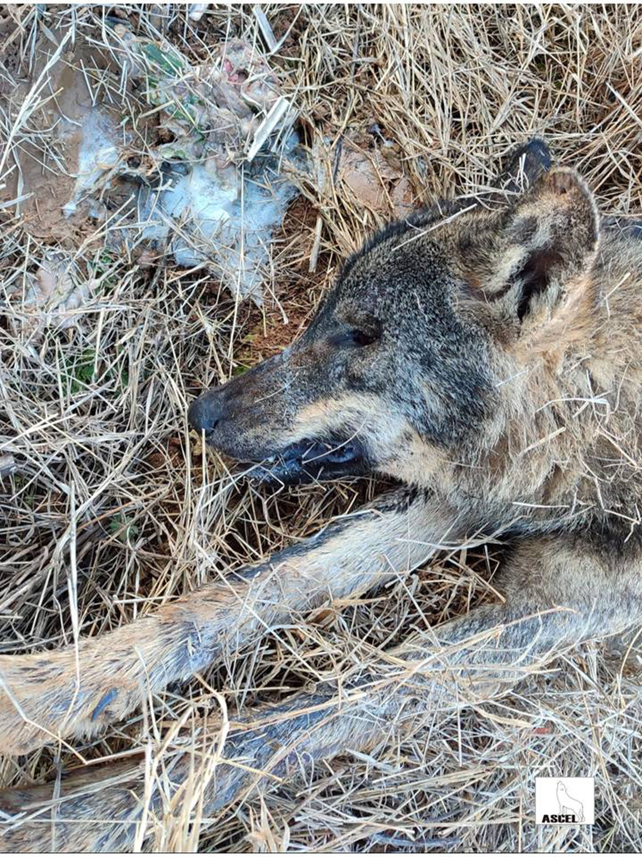 ASCEL denuncia la muerte por envenenamiento de una loba y varios buitres ASCEL denuncia la muerte por envenenamiento de una loba y varios buitres